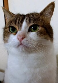 【自宅で事件発生？！】寝姿がめちゃくちゃ物騒な猫ちゃん「猫あるある」と大反響