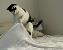 「副業」をする元保護猫さん　人間さながらの「ベッドメイク」姿に驚きの声