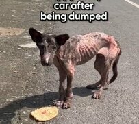 捨てられ車にひかれた子犬　「餓死寸前」で保護され復活を遂げた姿に感動してしまう