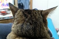 【1万超いいね】猫に話しかけたときの「あるある現象」に共感の声続出　「それがニャンコ」