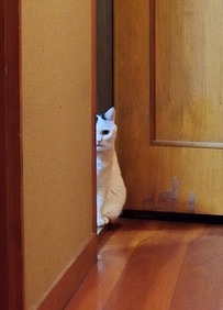 「家政婦は見た」ドアの陰からじっとこちらをうかがう猫の表情がシュール