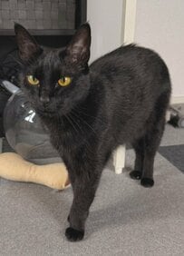 艶やかな黒猫の足元をよく見ると…まるでソックスを履いているかのような足先がかわいい