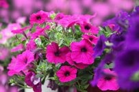 【寄せ植えガーデニング 】いまが咲きどき！ペチュニアの寄せ植えがオシャレになるコツ＆相性のよい植物を紹介