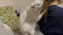 グルーミング中に旦那さまのオナラを聞いた猫　まさかの表情に4.4万いいね