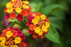 【ガーデニング】初夏から秋まで！長く花が楽しめるオススメ7選、庭や花壇を美しくオシャレに