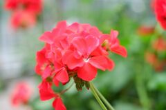 1鉢で玄関先やベランダがおしゃれ！鉢植えの定番花【ゼラニウム】種類・品種6選＆育て方のコツ