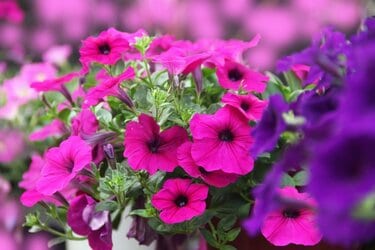 寄せ植えガーデニング 】いまが咲きどき！ペチュニアの寄せ植えが