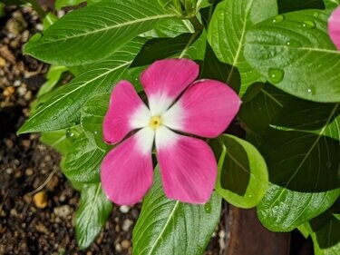 うちの庭に「植えてよかった」真夏の庭で「今咲いている」ナチュラルな