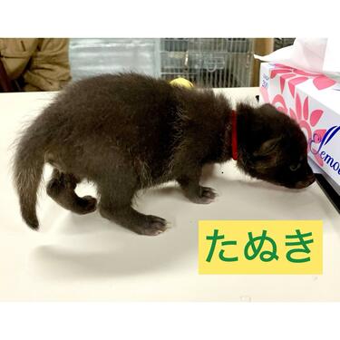 見分けがつかない「たぬきと猫」の赤ちゃんの比較写真 5～6月に