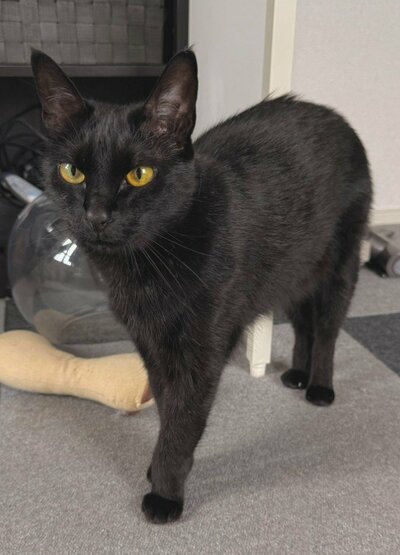 艶やかで美しい元保護猫のノアールちゃん