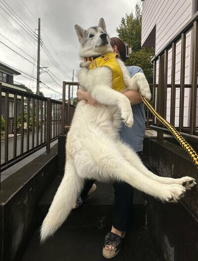 抱っこされた虎太郎くん