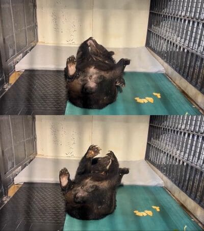 神戸市立王子動物園