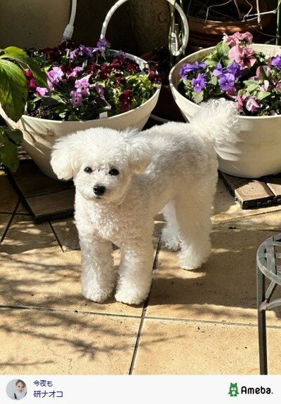 研ナオコの公式ブログ投稿