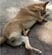 病気で立ち上がれなくなってしまった犬→レスキュー後の回復姿に「本当にすごい」と反響