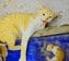 警戒心が強い野良の母猫へどうアプローチする？子猫を優先して無事に心を開いた保護の記録