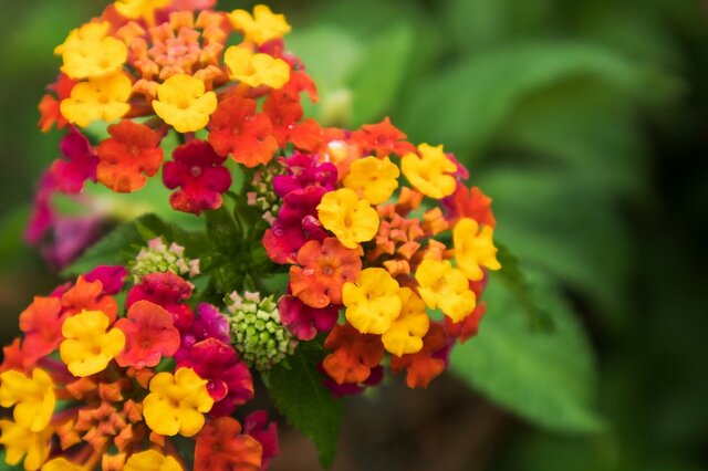 【ガーデニング】初夏から秋まで！長く花が楽しめるオススメ7選、庭や花壇を美しくオシャレに