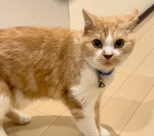 【なぜ】甘えたいのに…“謎の行動”をする猫が反響！意外な事態に同居猫はキョトン顔