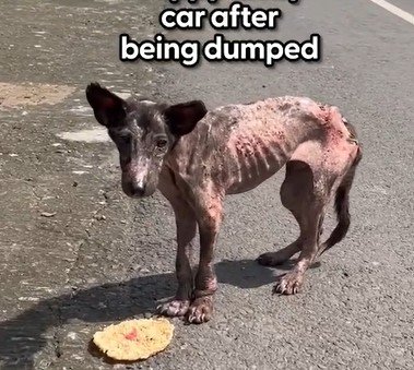 捨てられ車にひかれた子犬　「餓死寸前」で保護され復活を遂げた姿に感動してしまう