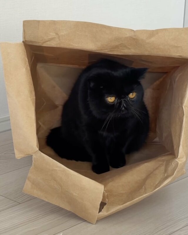 紙袋をシェルターにして避難する猫→襲われそうになっている様子に「困ってるの可愛い」
