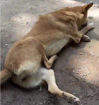 病気で立ち上がれなくなってしまった犬→レスキュー後の回復姿に「本当にすごい」と反響