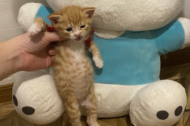 【25倍に…】生後5日ほどで保護された子猫の1年後　思わず二度見する成長した姿に「かわいい」