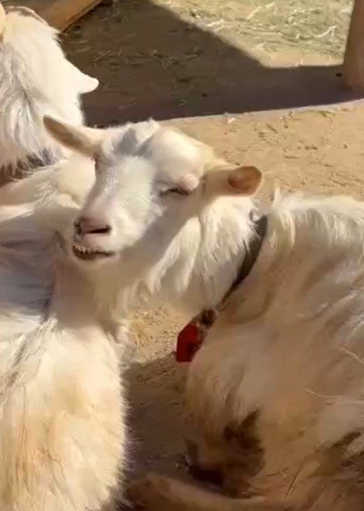 【東武動物公園】「あごを乗せるなら、この場所に限るなぁ...」”あご乗せ”に最適な場所を発見したくつろぐヤギの姿が激写される！あごを乗せてウトウトするヤギ