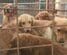 傷だらけの犬を含む6匹を保護 1匹が亡くなり、残された5匹にも咳や鼻水がみられ診察を受けることに…「もう安全だよ」