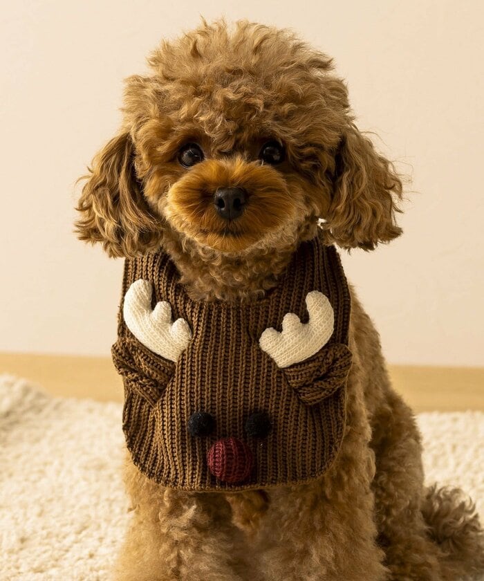 首に付けるだけなので猫への負担が少なく、挑戦しやすいです