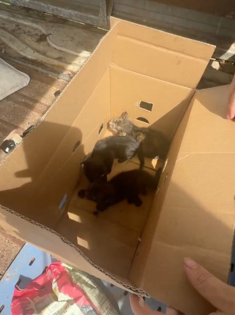 段ボール箱に置き去りにされた「小さな子猫たち」を緊急保護！シェルター付近で起きた救出劇