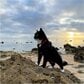 「インスタとXにのせる写真の違い」猫の飼い主が投稿した「ギャップがある写真」に笑ってしまう