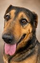 腫瘍を患い、骨が浮き出るほど痩せた「人を怖がる犬」を保護 治療と心のケアを受け、新たな家族との出会いを待つ姿に反響