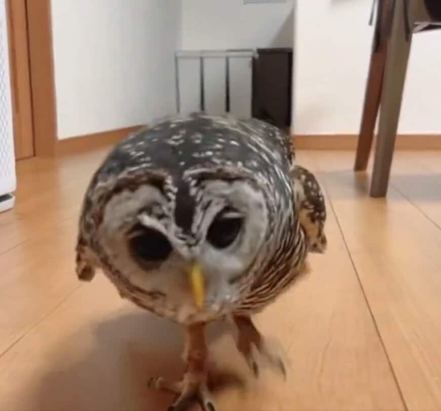 出所：@kanata_akas