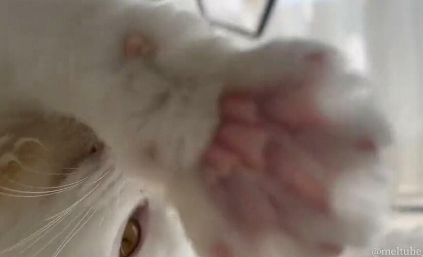 出所：@meltube_cat