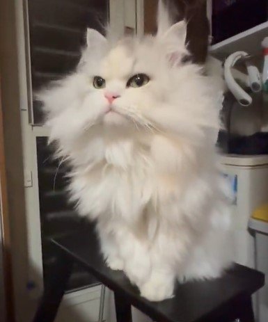 出所：@NEKOLAND13