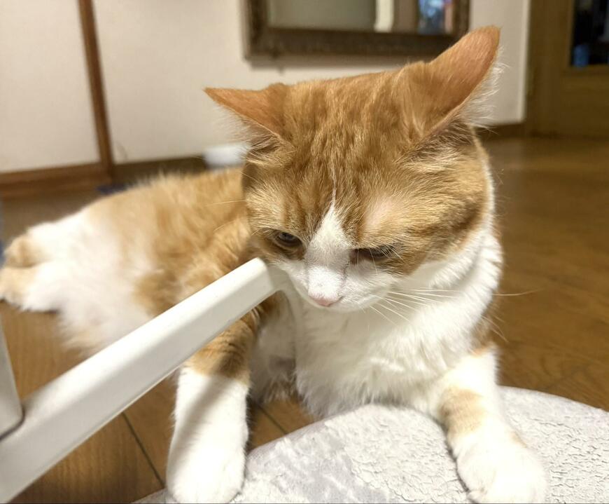 出所：@Beercat_Ana_Dar