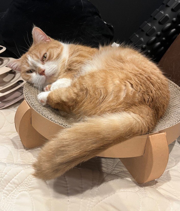 ふさふさしっぽの猫がこたつに入ると→「はみでた」しっぽが可愛すぎて思わず二度見！