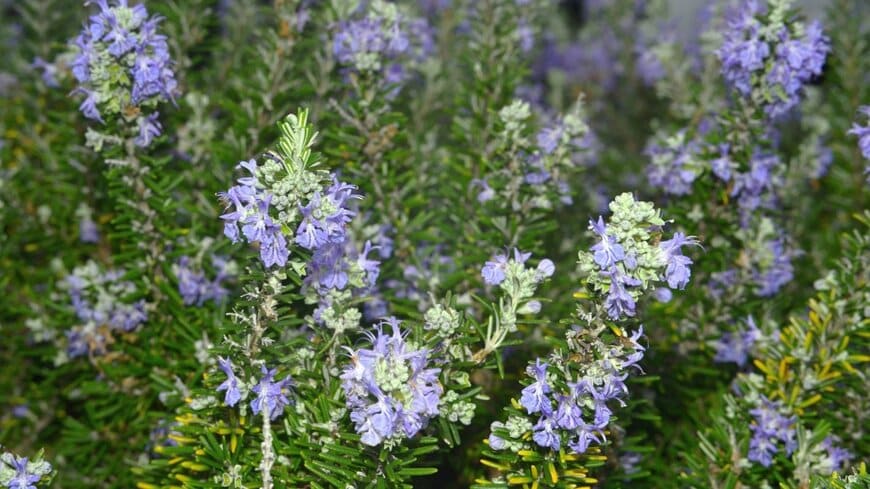 Delfimsaneiva/shutterstock.com