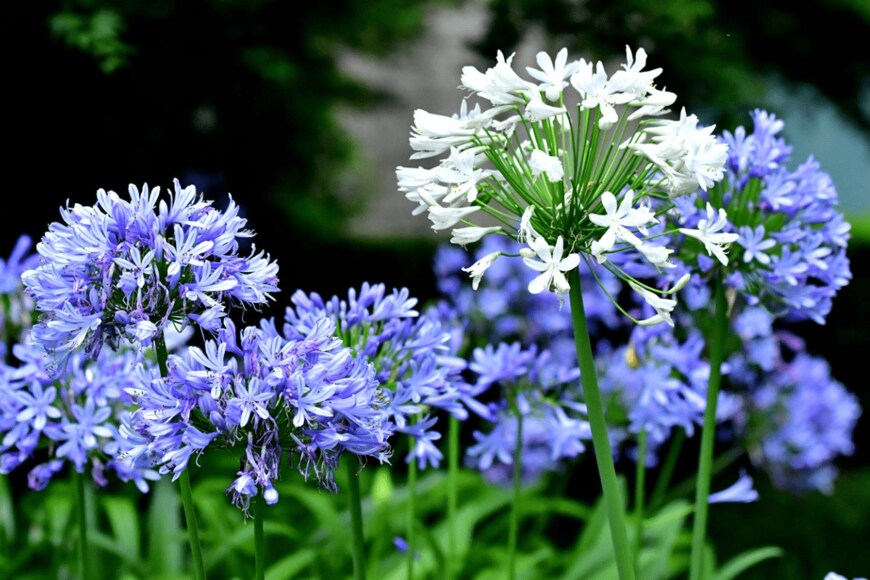 magicflute002/istockphoto.com