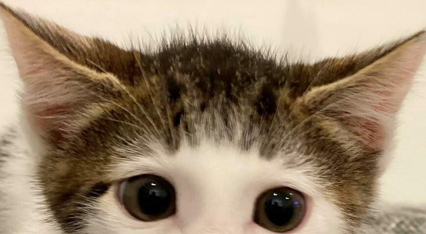 出所：@Saeroyi_cat