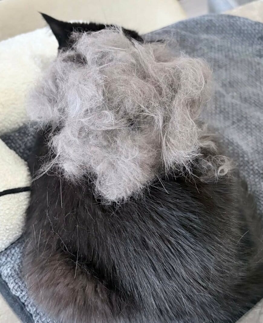 出所：@kotetsu_0420