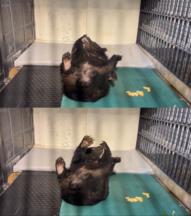 出所：@kobeojizoo