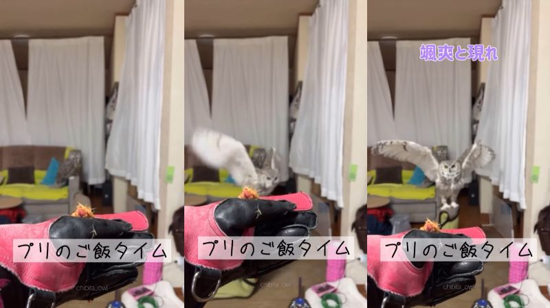 出所：@chibita_owl