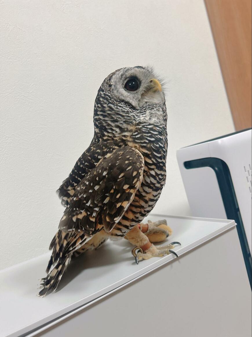 出所：@kanata_akas