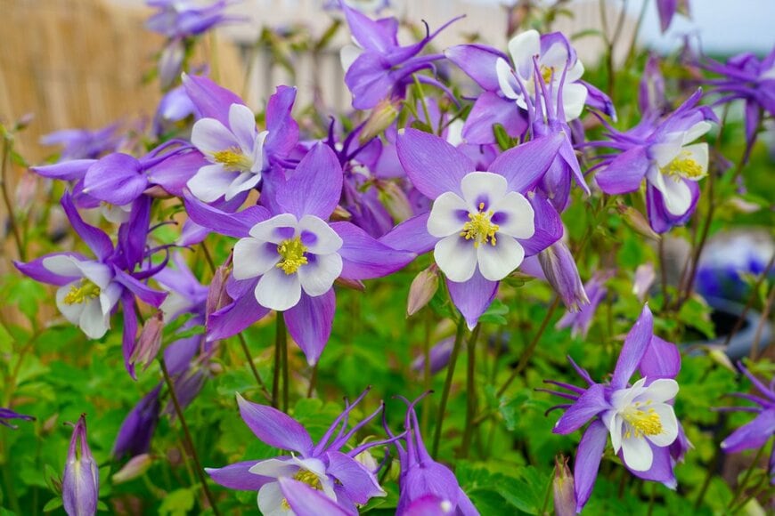 purwanto lim/shutterstock.com