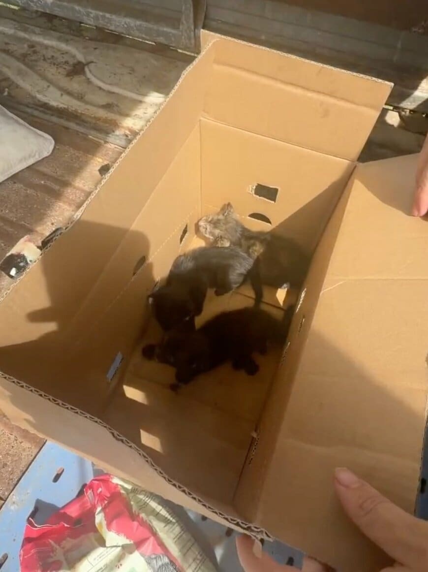 段ボール箱に置き去りにされた「小さな子猫たち」を緊急保護！シェルター付近で起きた救出劇