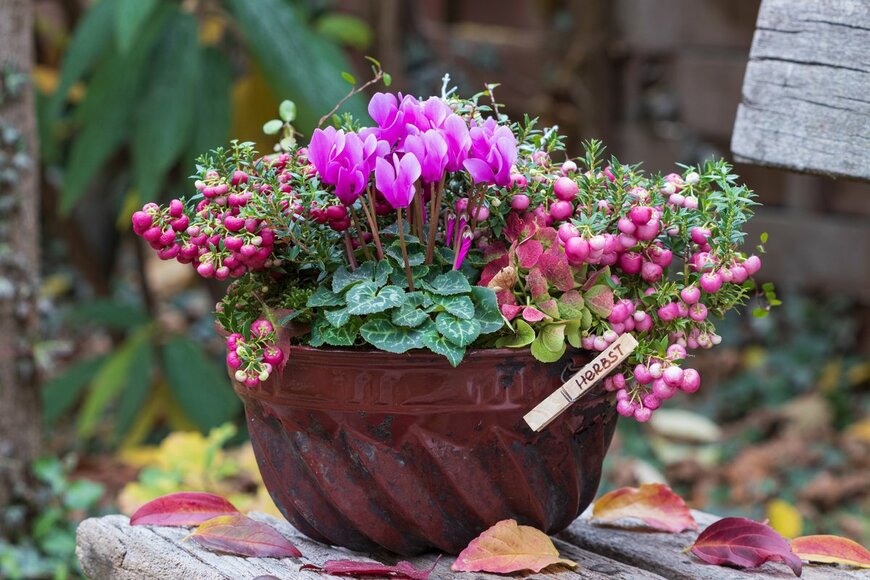 Natalia Greeske/Shutterstock.com