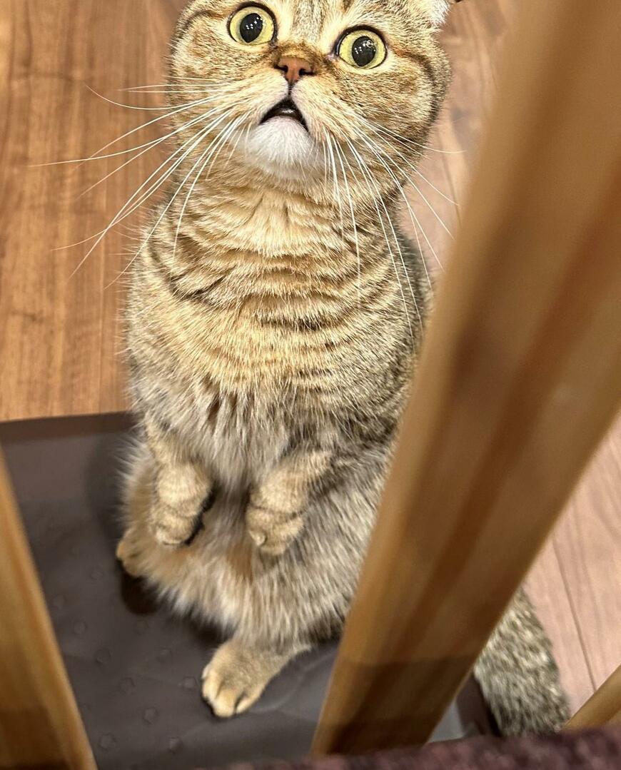 出所：@ponpokopontanu