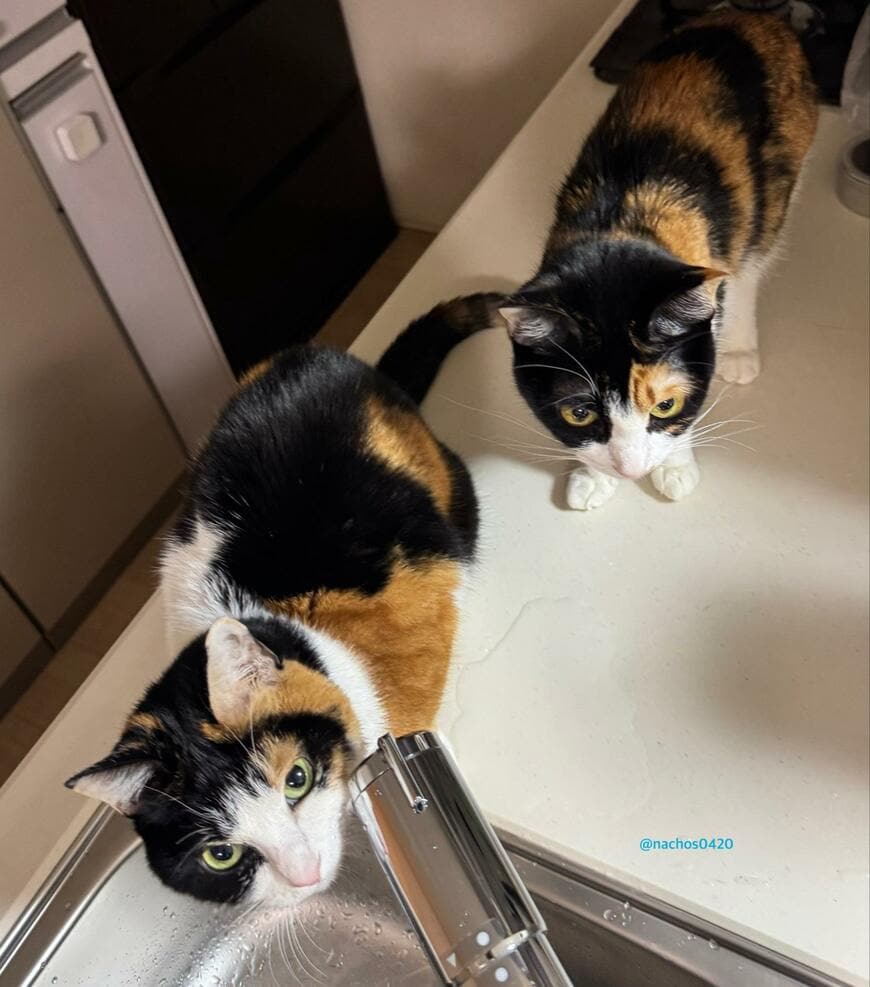 出所：@nachos0420