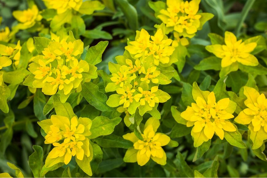 Pelikh Alexey/Shutterstock.com