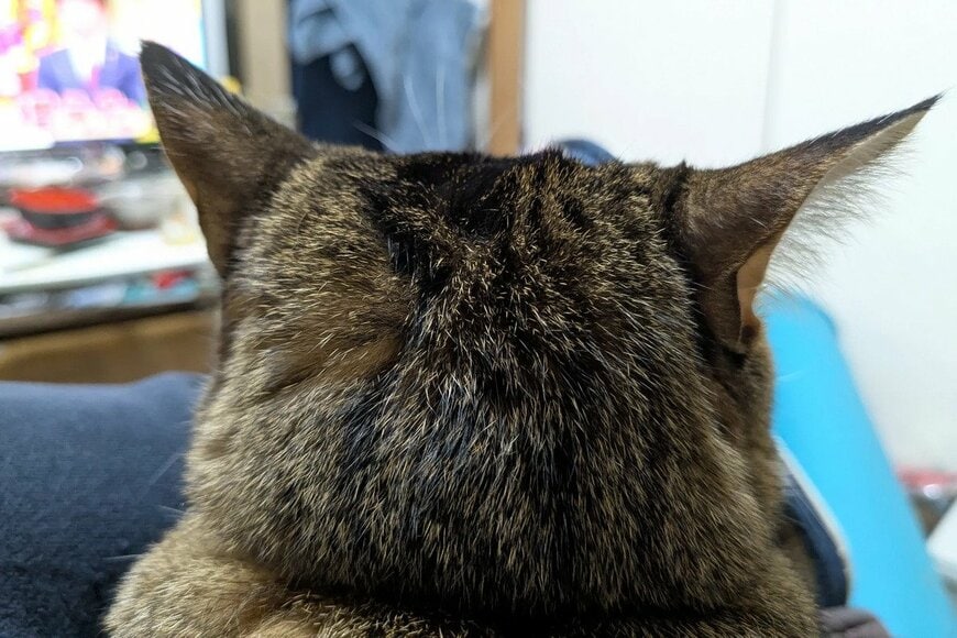 【1万超いいね】猫に話しかけたときの「あるある現象」に共感の声続出　「それがニャンコ」